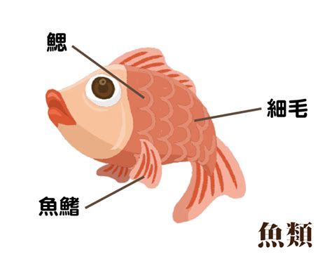 水中的魚|魚(魚類):基本信息,動物特徵,動物外形,紡錘形,側扁型,。